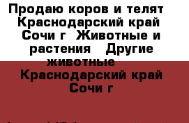 Продаю коров и телят - Краснодарский край, Сочи г. Животные и растения » Другие животные   . Краснодарский край,Сочи г.